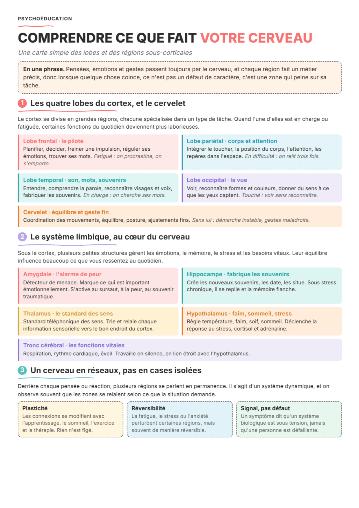 Lobes et régions cérébrales : fiche PDF, outils et exercices de psychoéducation