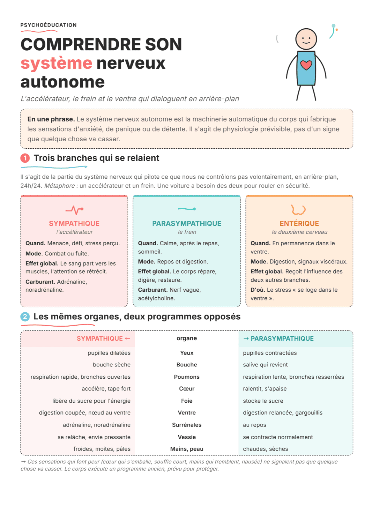 Système nerveux autonome : fiche PDF, outils et exercices